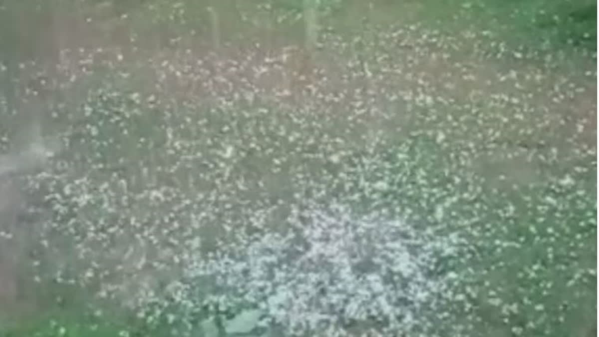 hail-damage-crops-and-orchards-in-several-parts-in-kashmir