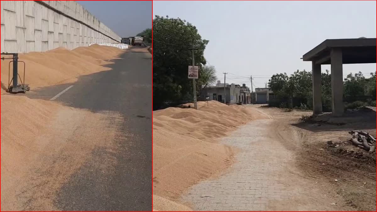 farmers putting wheat in crematorium