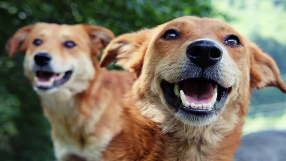 Stray Dogs Attack in AP