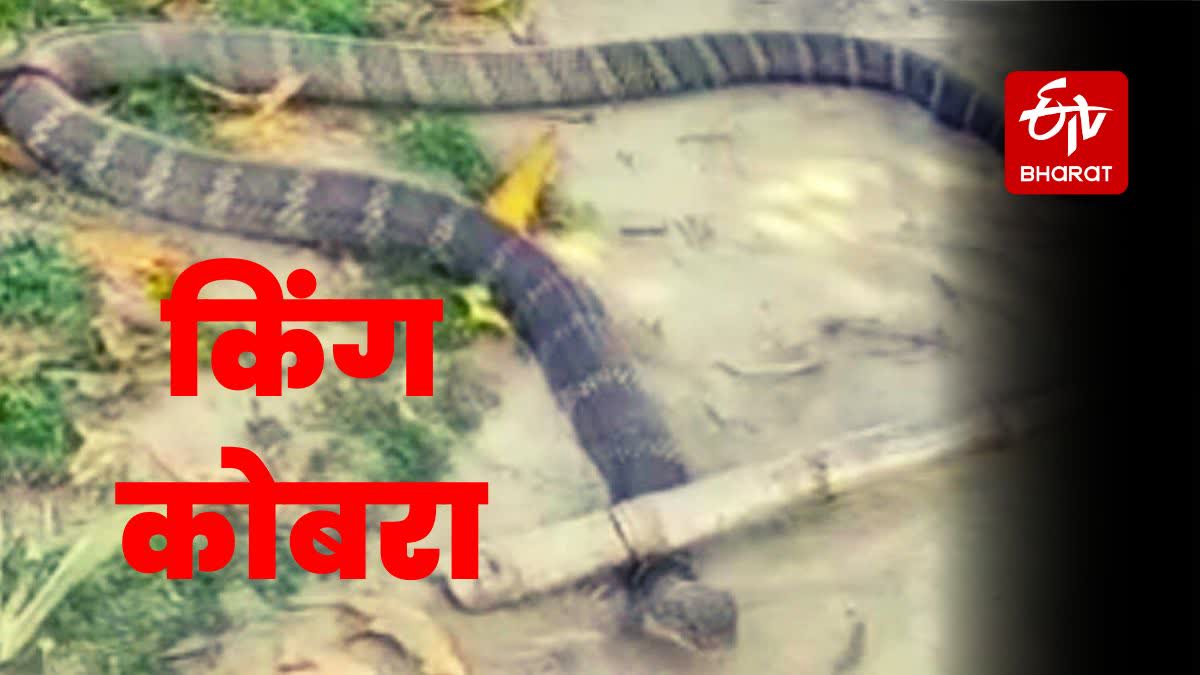 king cobra found IN Bagaha