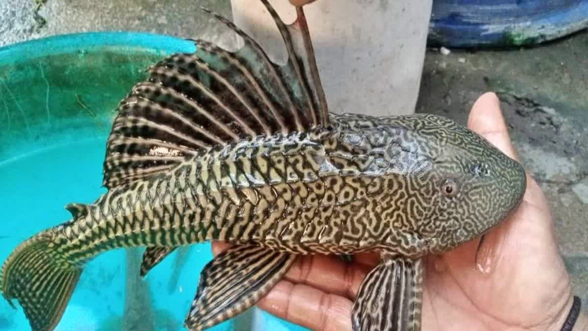 rare-fish-with-four-eyes-found-in-janjgir-champa