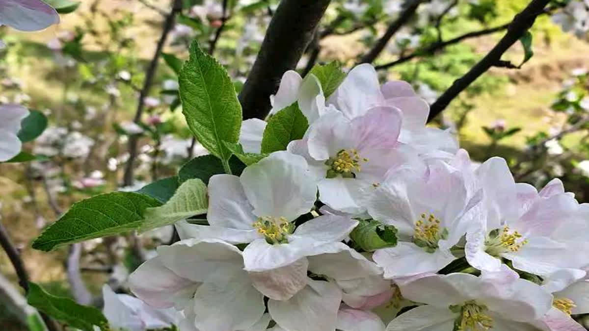 Damage to apple crop due to hailstorm in Himachal