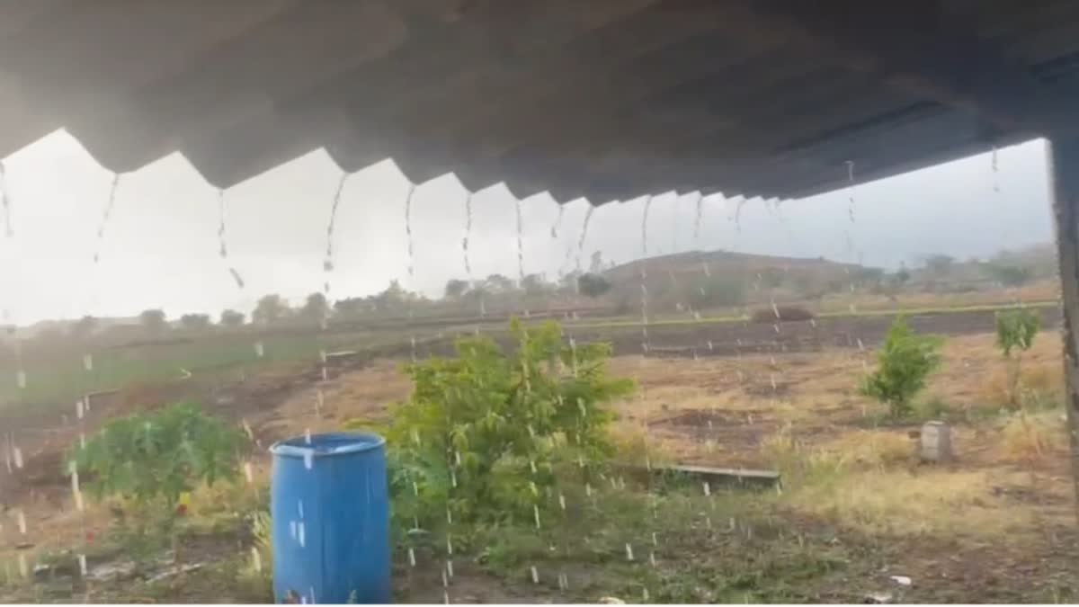 Amreli Weather: અમરેલીમાં વરસાદી ઝાપટાએ ખેડૂતોની ચિંતા વધારી