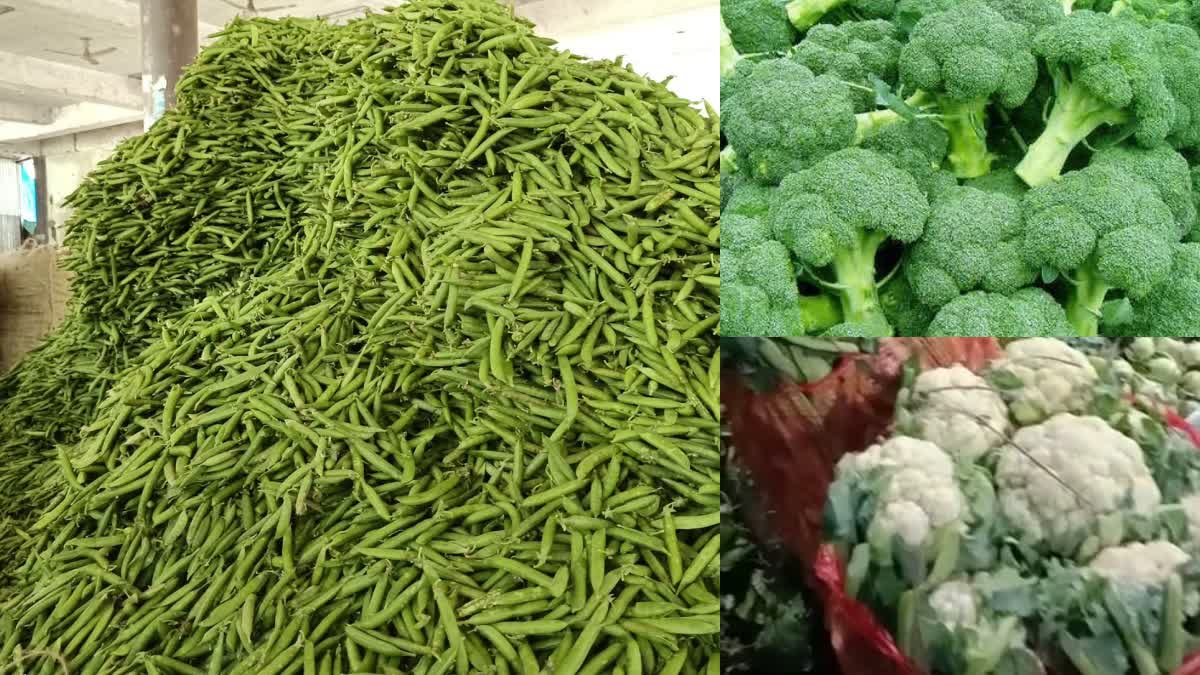 Vegetable prices fall in Sabji Mandi Solan