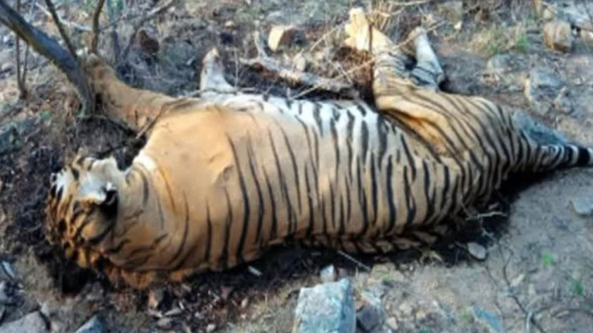 Tiger dies in crop field at UP's Lakhimpur Kheri; forest officials suspect poisoning