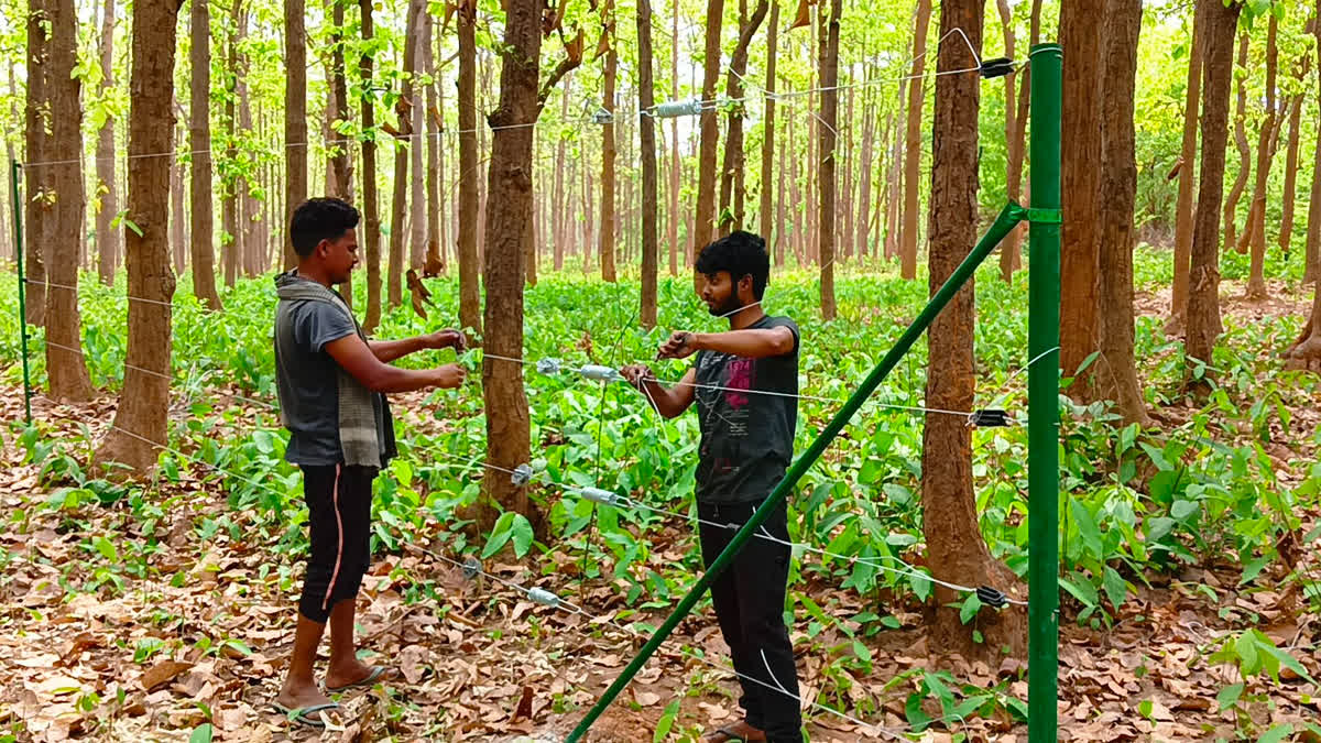 Power Fencing in Jhargram Forest ETV BHARAT