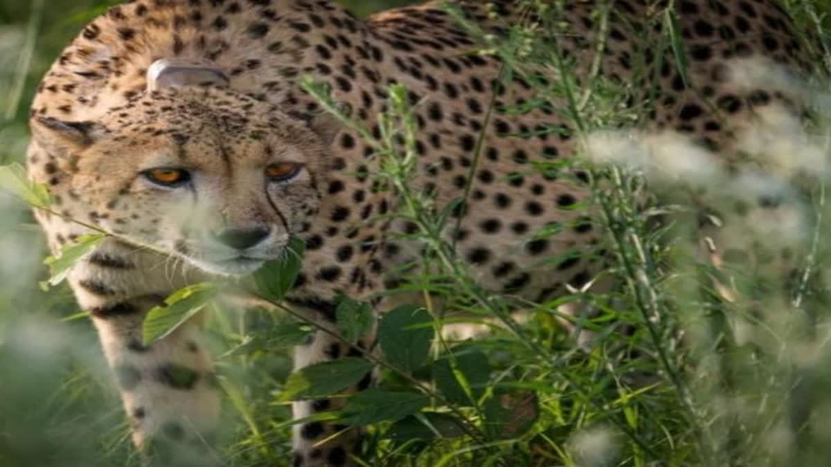 cheetah uday died in kuno national park