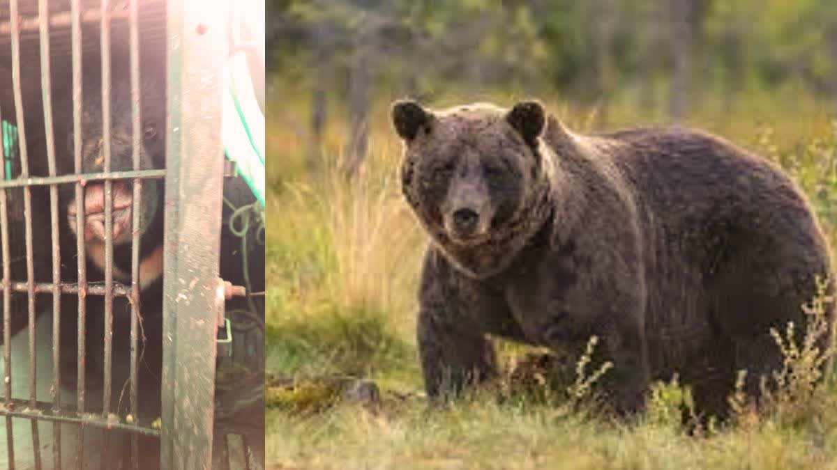 Sariska increased number of bears