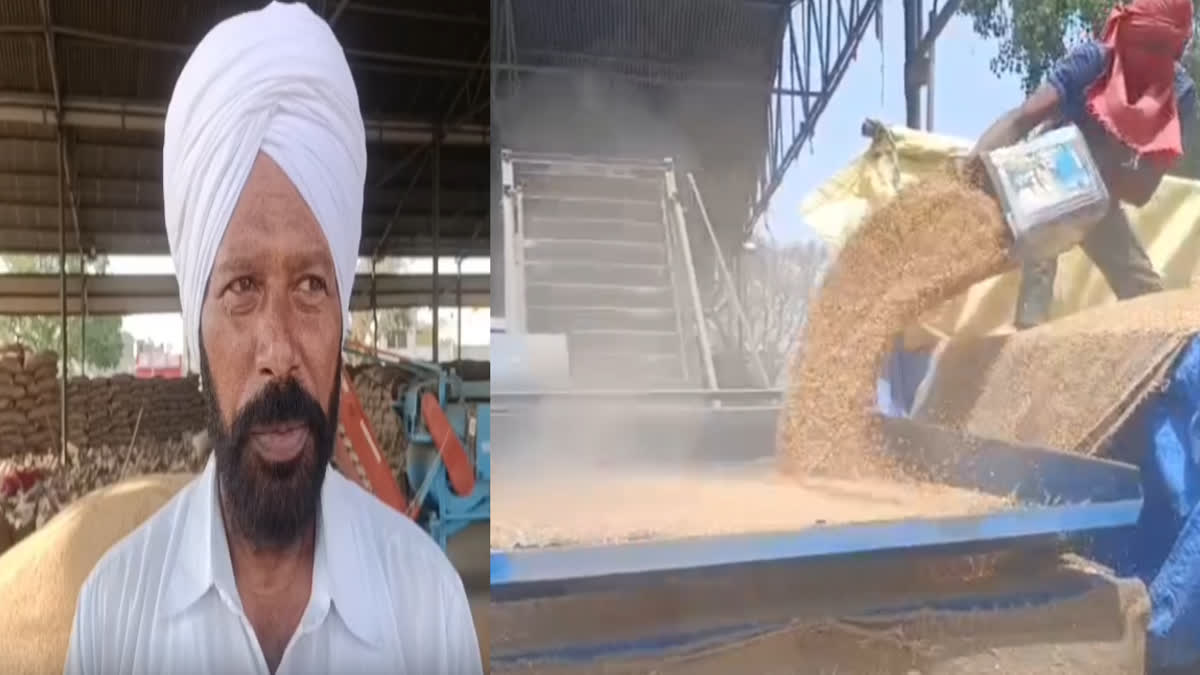 Grain Market Khanna: This year's good harvest brought joy to the faces of the farmers, the farmers said, "God has given me a hand"