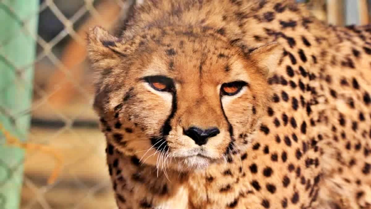 cheetah pawan oban brought to enclosure