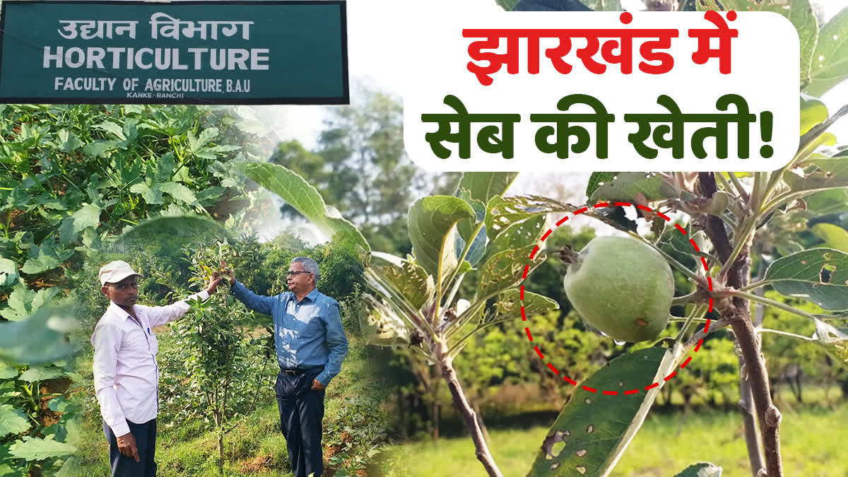Encouraging results of research at Birsa Agricultural University of Ranchi on apple cultivation in Jharkhand