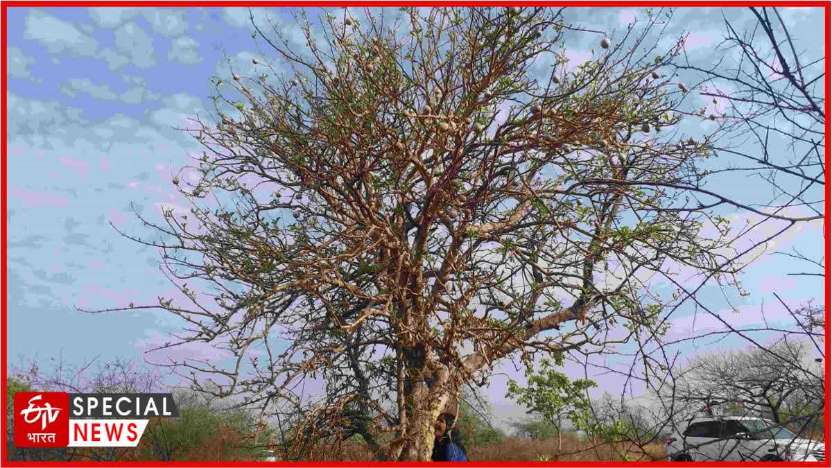 Gardenia Tergeria Tree Amravati