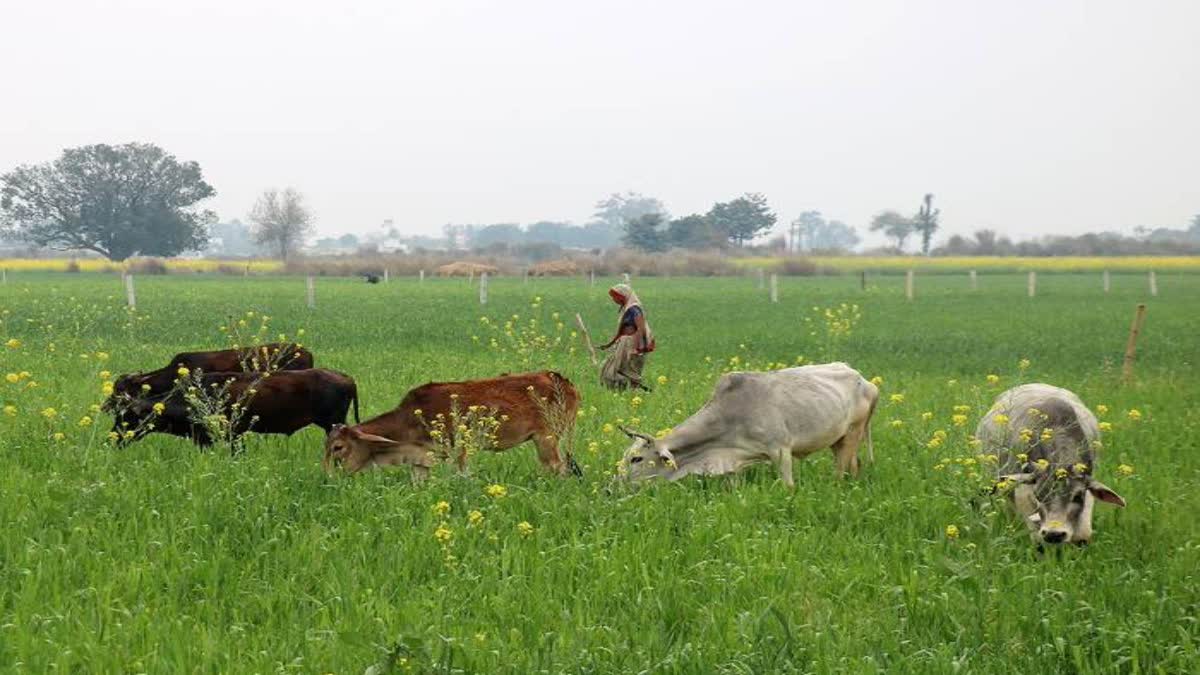 Etv Bharat