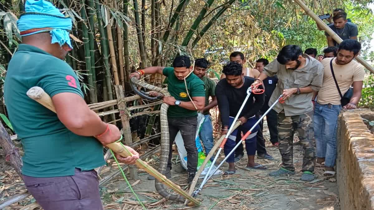 बगहा में किंग कोबरा का रेस्क्यू