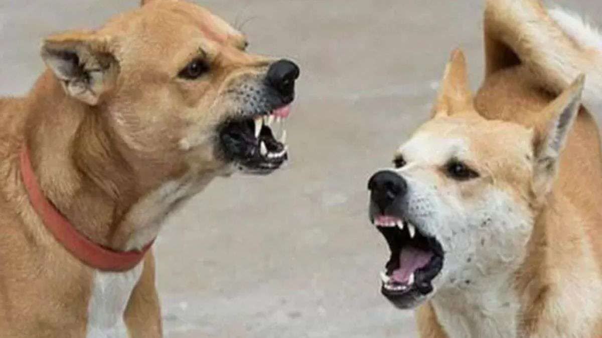 stray dogs in Kannauj