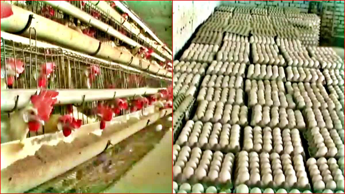 UP government new egg storage rules