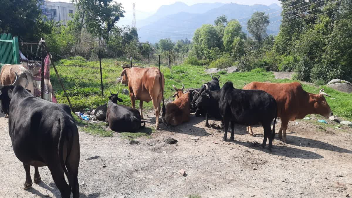 Karsog Nagar Panchayat strict action against stray animals on streets in Karsog of Mandi