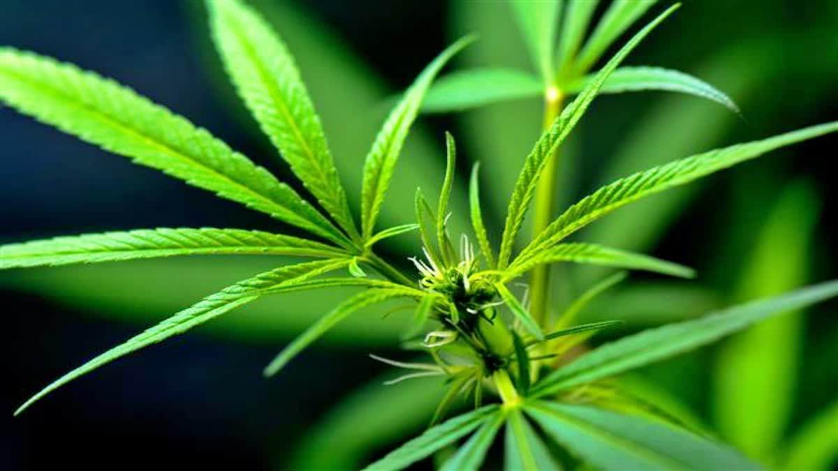 cannabis cultivation legal in Himachal Pradesh