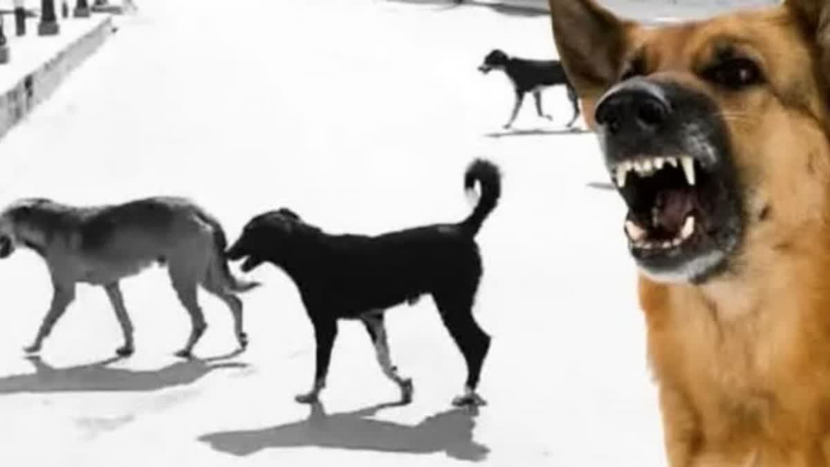20-percent-increase-in-stray-dog-attacks-in-jk