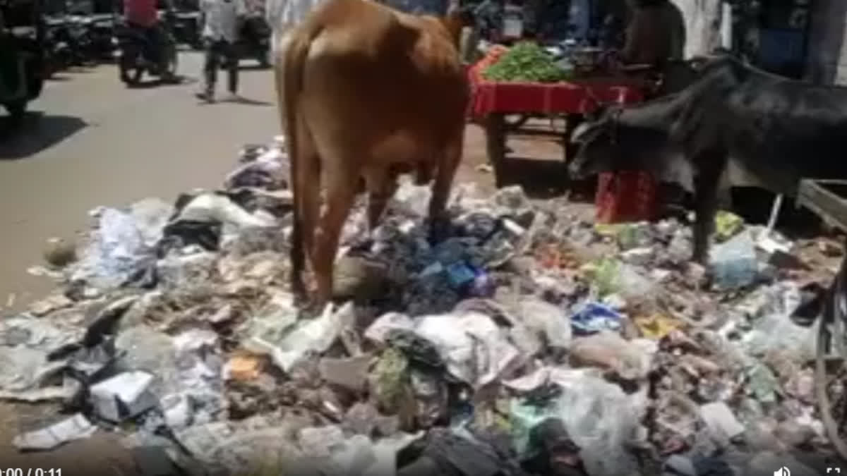 heaps of garbage seen in city as cleaning employees on state wide strike