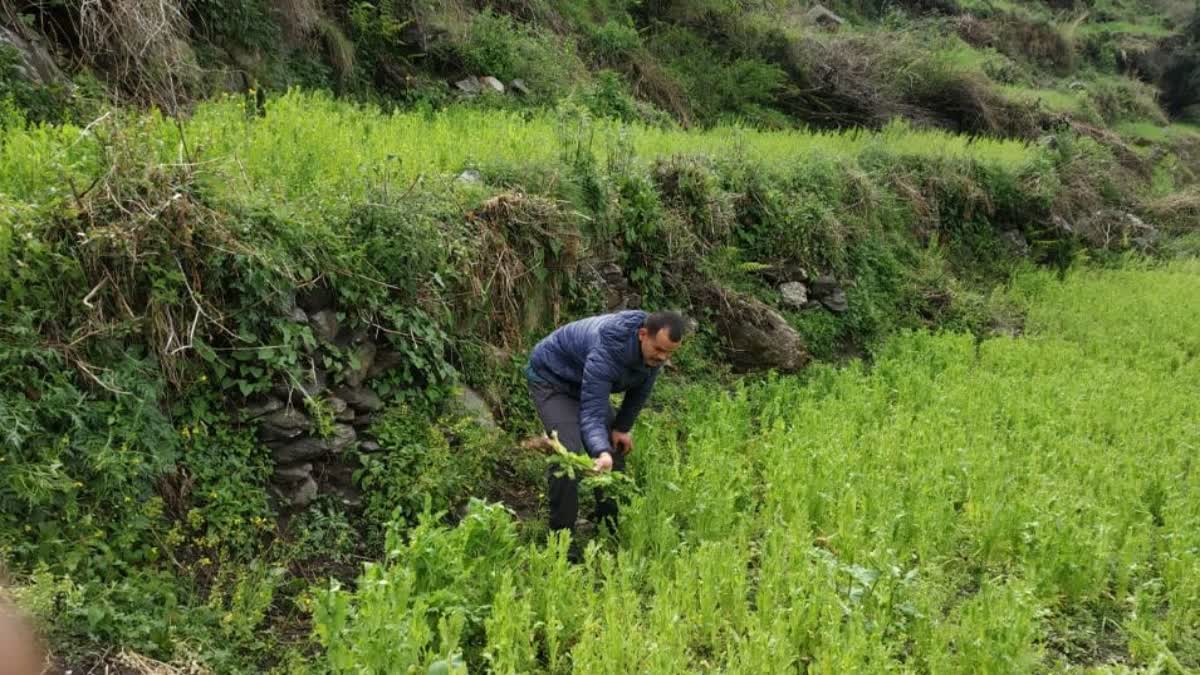 Opium plants destroyed in Kullu