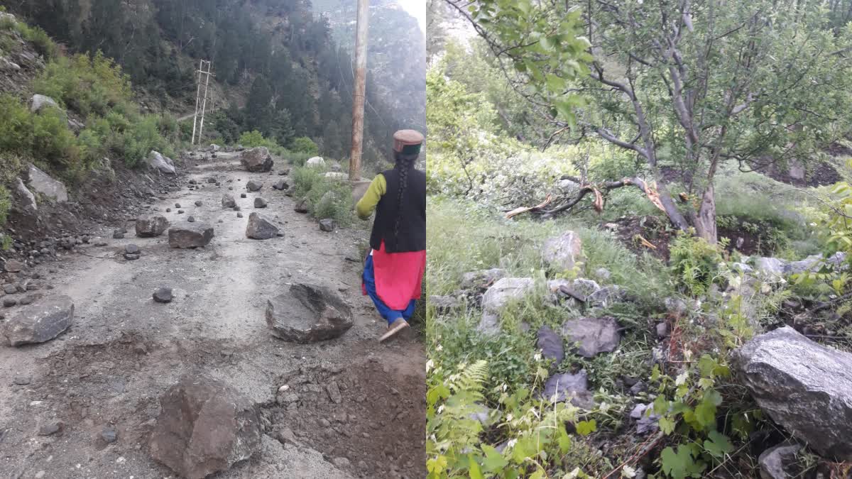 Apple Orchards damage due to stones falling from Tangling hills In Kinnaur