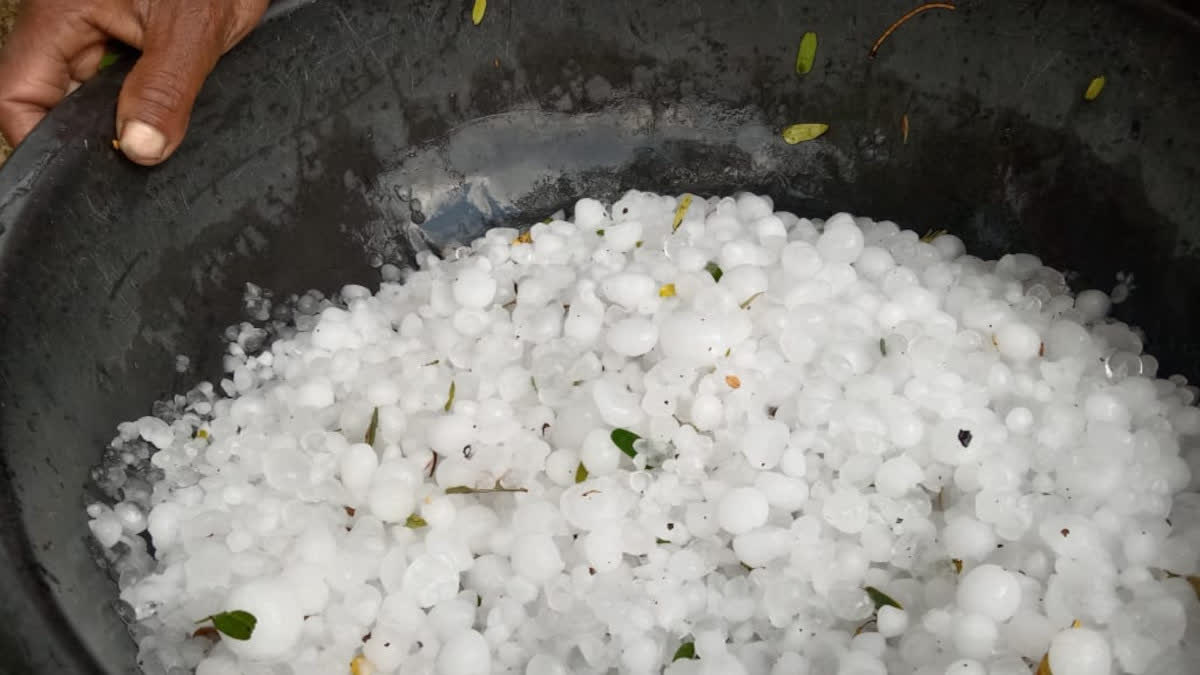 farmers worried after hailstorm