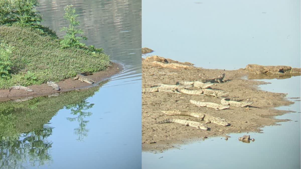 Crocodiles population rapidly increasing