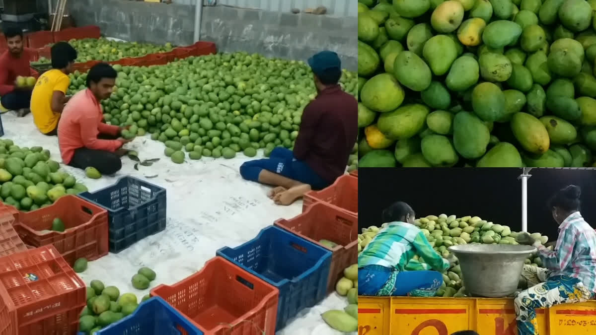 Mango farmers