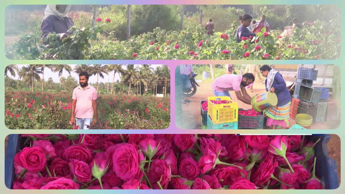 ROSE CULTIVATION