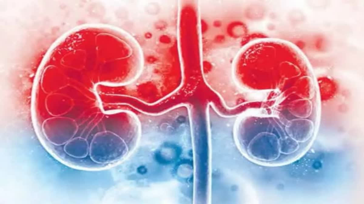 Kidney Racket Updates