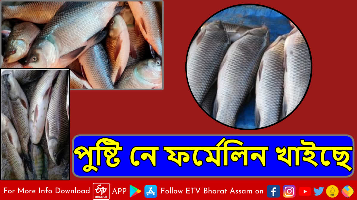 Fish laced with formalin