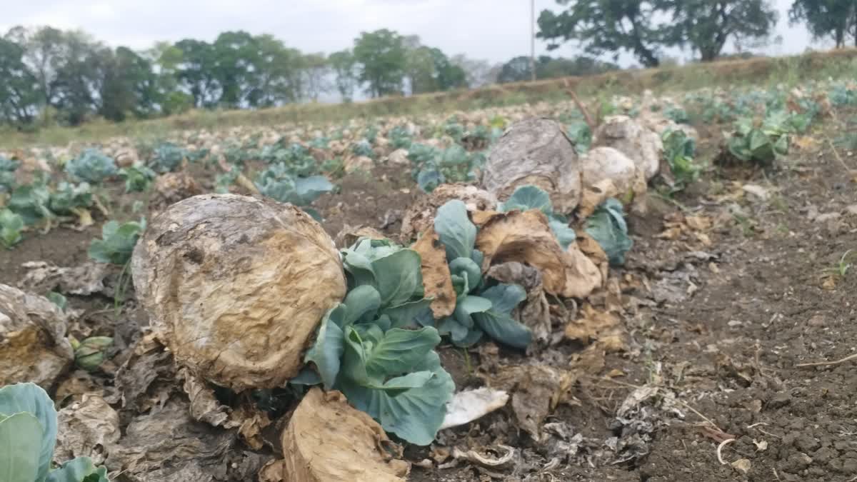 Vegetables rotting in the field in Chhindwara