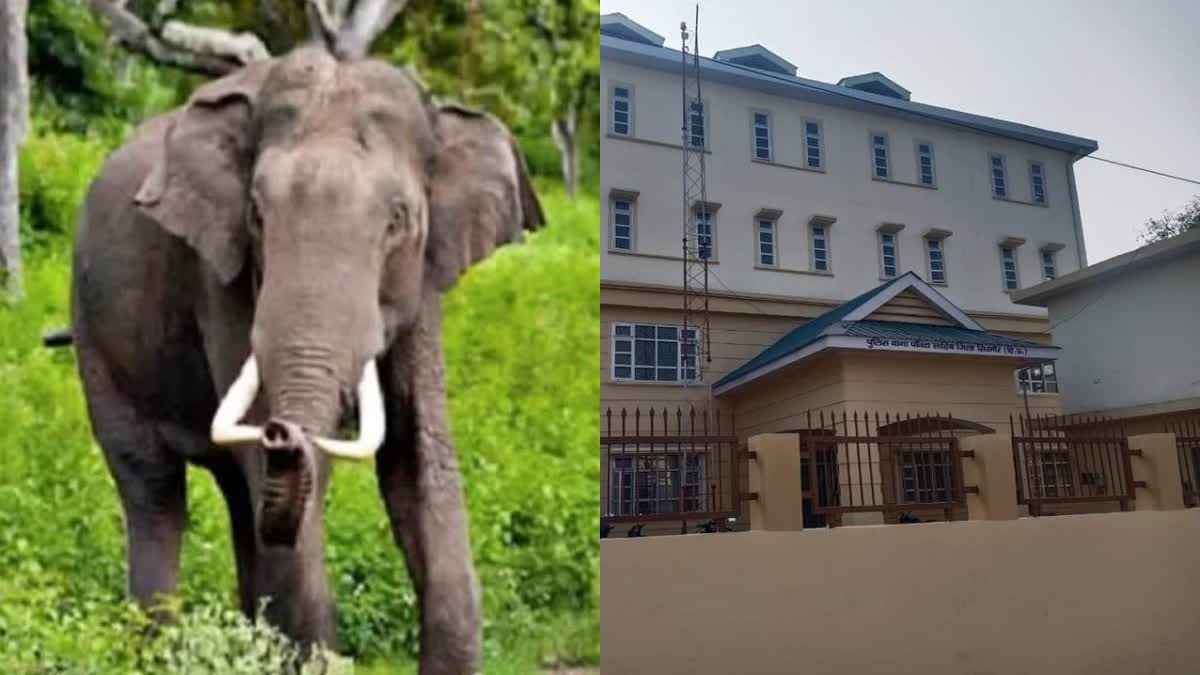 Elderly woman killed by elephant attack in Sirmaur