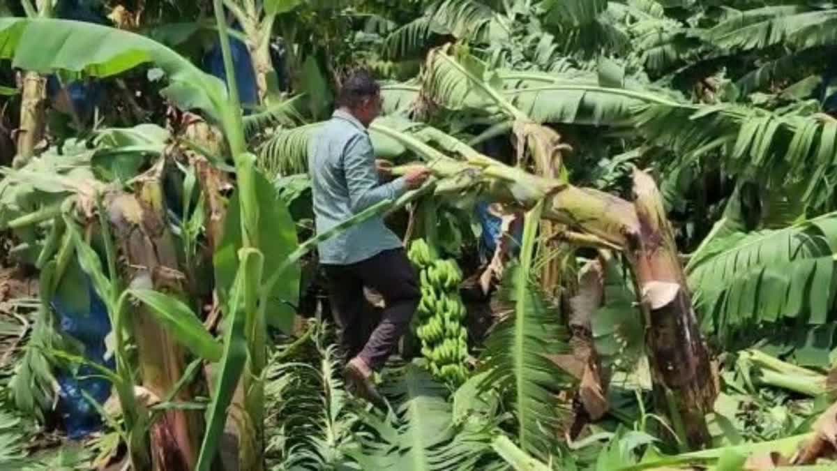 unseasonal-rain-storms-including-unseasonal-rains-damaged-standing-crops-in-some-villages-in-kamraj