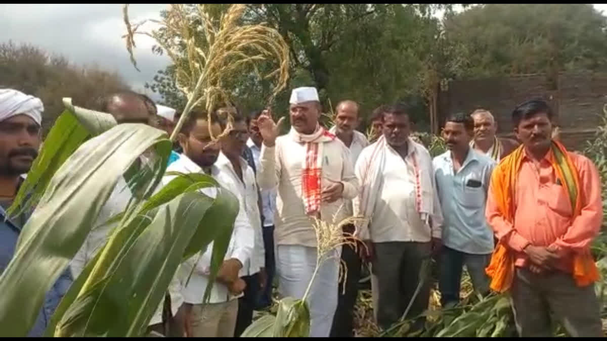 وزیر زراعت عبدالستار نے بارش سے متاثر علاقوں کا دورہ کیا، کسانوں کو مدد کا یقین دلایا