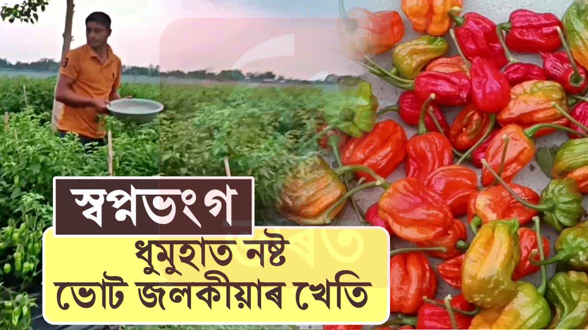 Bhut jolokia crops damaged