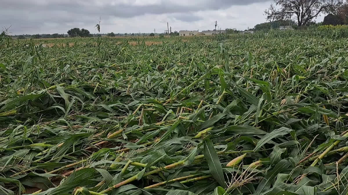crops damage in telangana