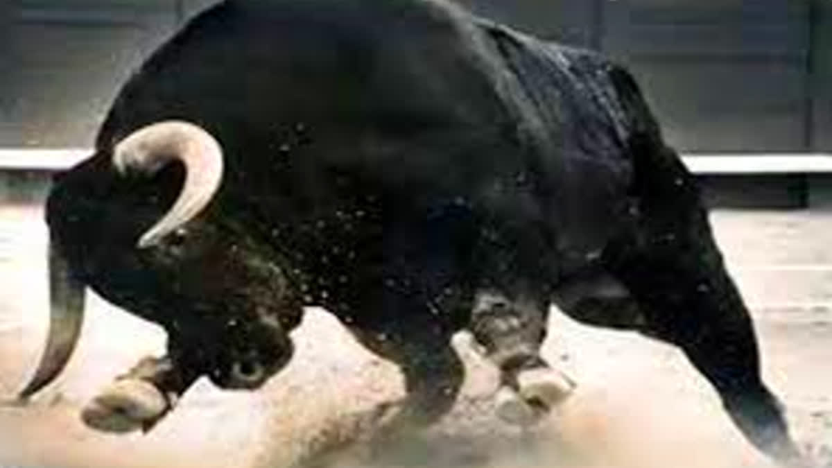 Girl died due to trampling of Stray Bull