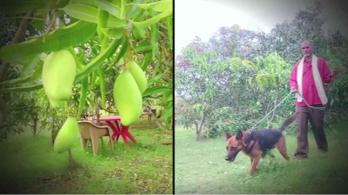 Jabalpur Farmer grows international breed Mangos with high security