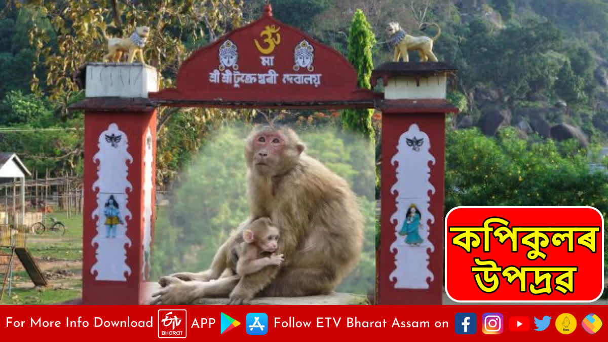 Monkey terror in Goalpara