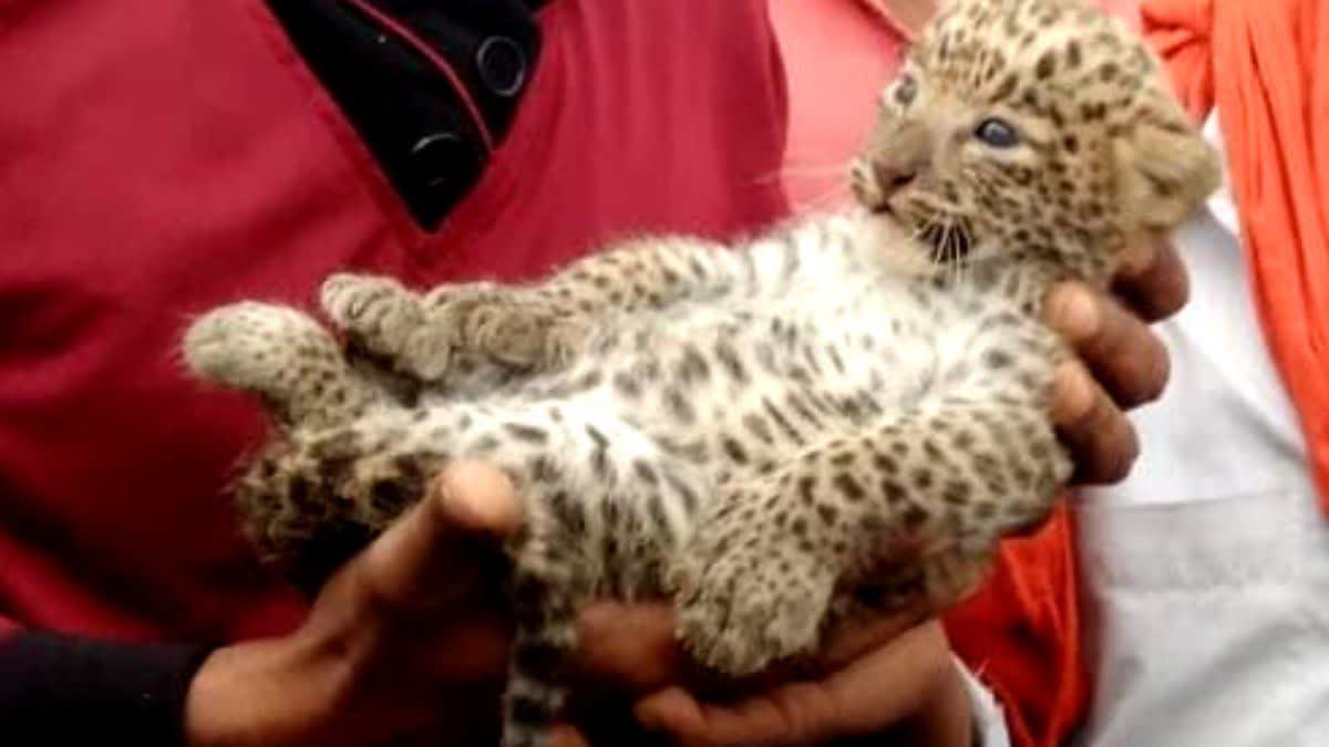 Gariaband Leopard cub