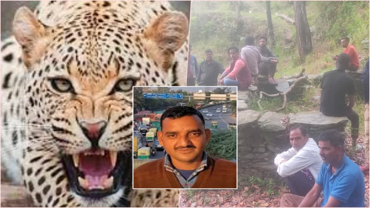 Leopard Attack in Almora