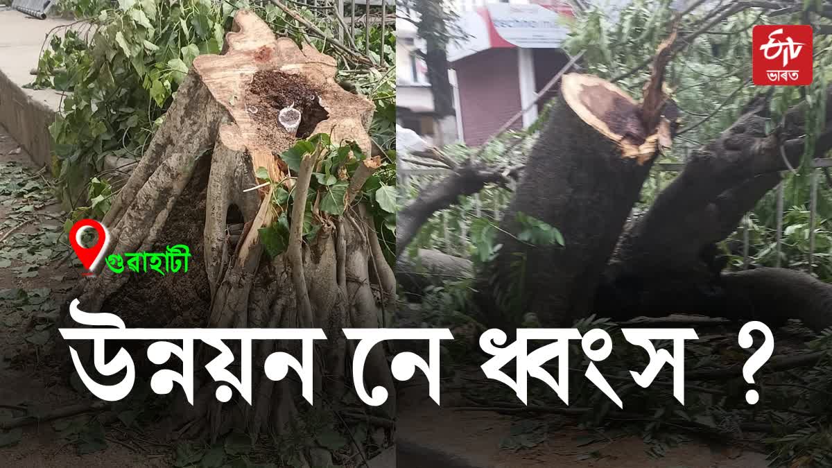 Tree felling in Guwahati