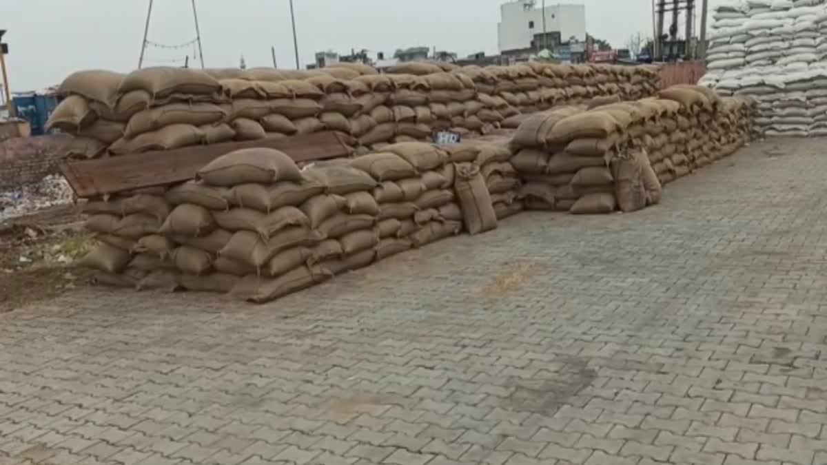 Wheat soaked in Ballabhgarh grain market