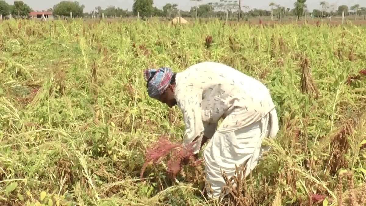 Unseasonal Rain : બનાસકાંઠામાં શિયાળા બાદ ઉનાળામાં વરસાદનો ખેડૂતોને માર, સર્વેની કરી માંગ