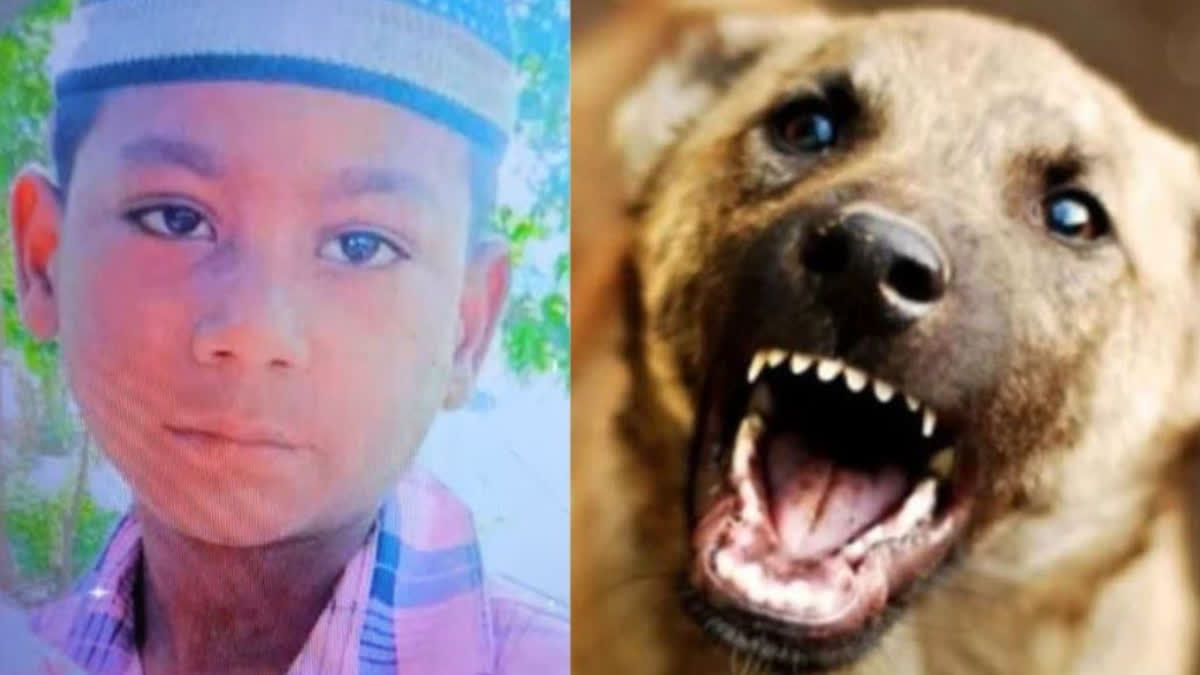 10-yr-old boy mauled to death by stray dogs at UP's Bareilly