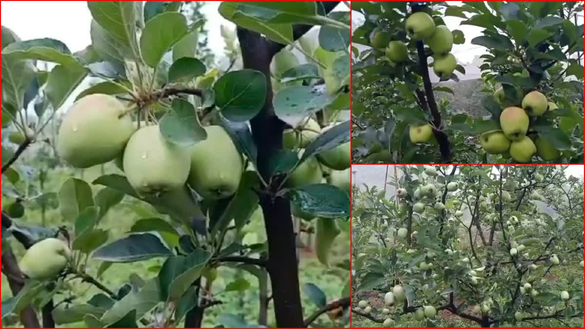Rain beneficial for apple production in Kangra.