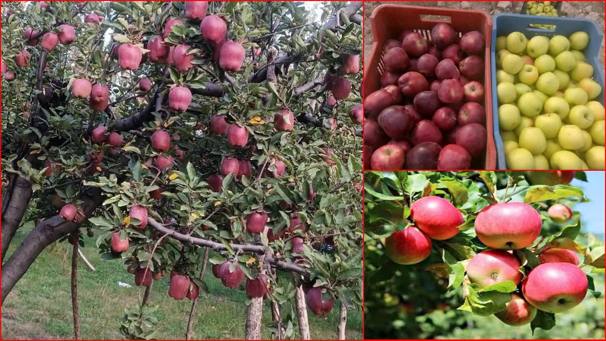 Himachal Govt considering implementation of universal carton for apples in Himachal.