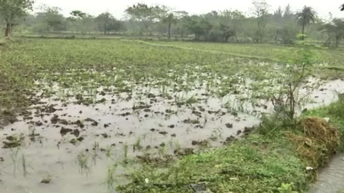 Jamnagar News : જામજોધપુર અને લાલપુરના અનેક વિસ્તારમાં વરસાદ વરસતા ખેડૂતોના પાક પર પથારી ફરી ગઈ